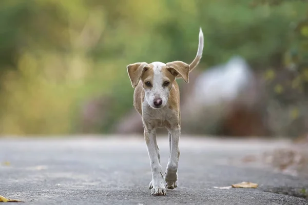 Boş bir yolda yalnız köpek yavrusu — Stok fotoğraf