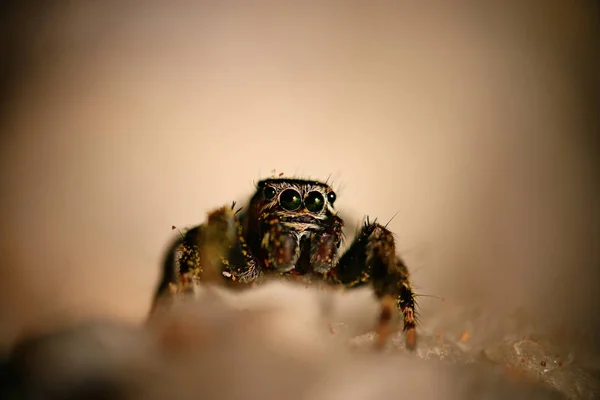 Inseto, aranha, macro — Fotografia de Stock