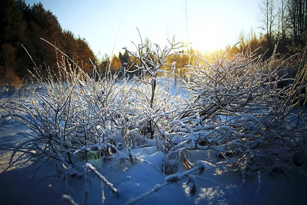 The frozen grass in the frost