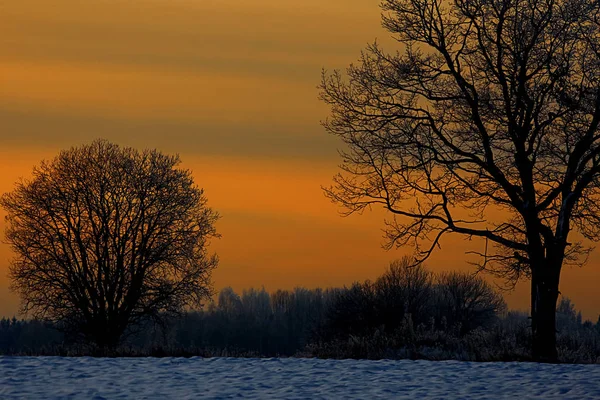 Закат в зимнем лесу — стоковое фото
