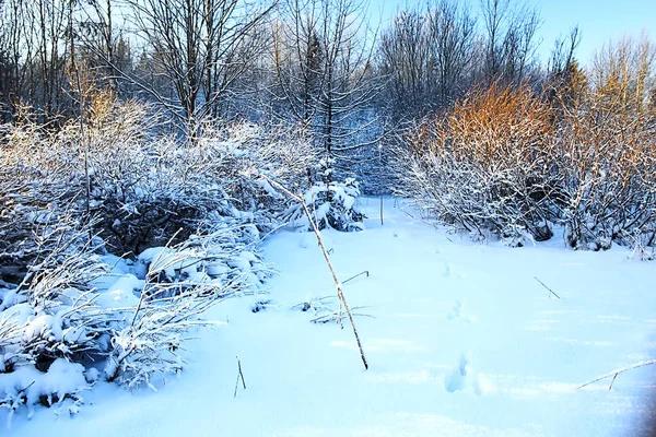 The frozen grass in the frost