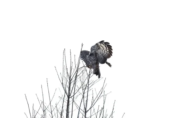 Owl bird on tree — Stock Photo, Image