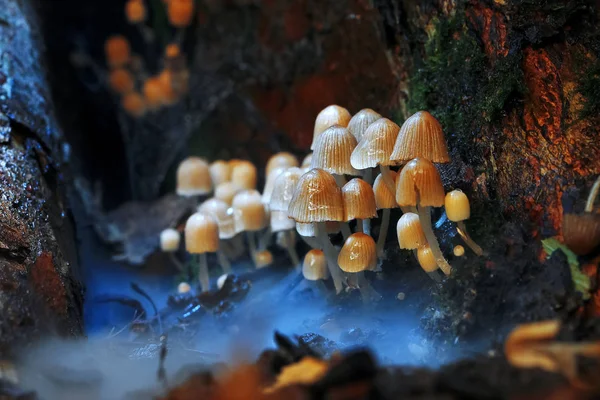 Sonbahar ormanındaki mantarlar