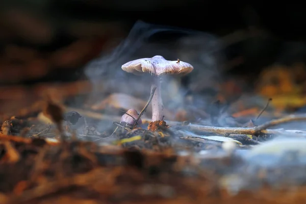 Pilz im Herbstwald — Stockfoto