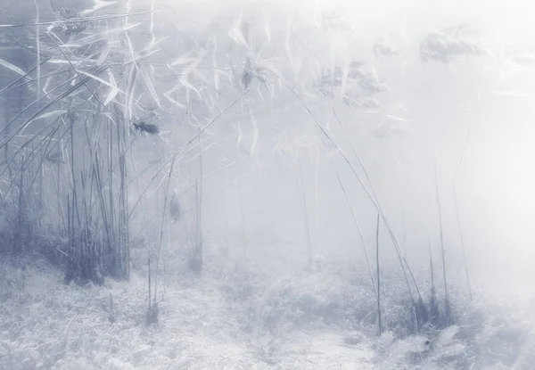 Frost patterns on window — Stock Photo, Image