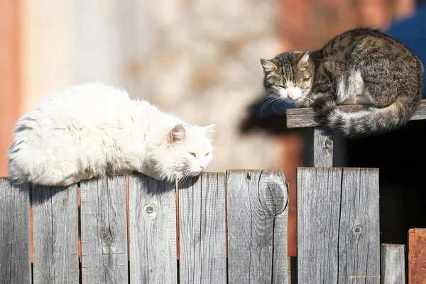 Funny cats sit on the fence — Stock Photo, Image