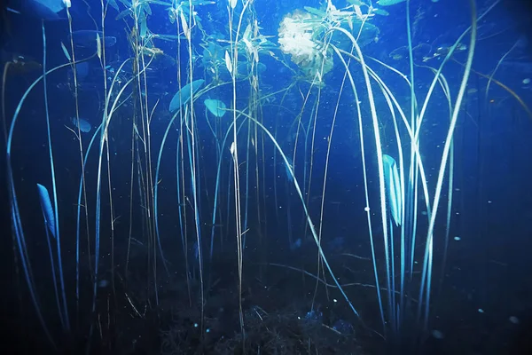 Yosun ve mercan ile deniz dibinin