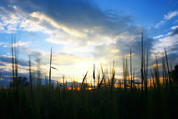 Grass in the field in the evening — Stock Photo, Image