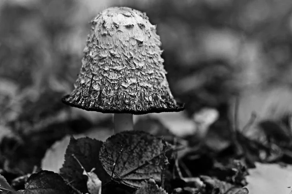 Muchomůrka houby houby — Stock fotografie