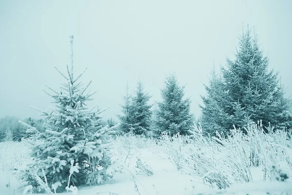 Orman kar beyaz arka plan — Stok fotoğraf