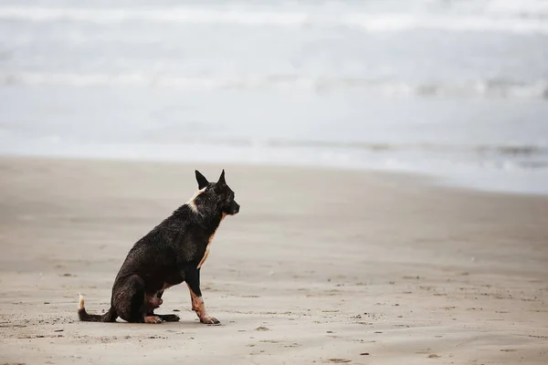 Perro jugando en la orilla del mar —  Fotos de Stock