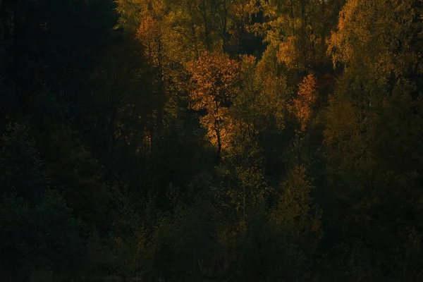 Herfst bos in het veld — Stockfoto