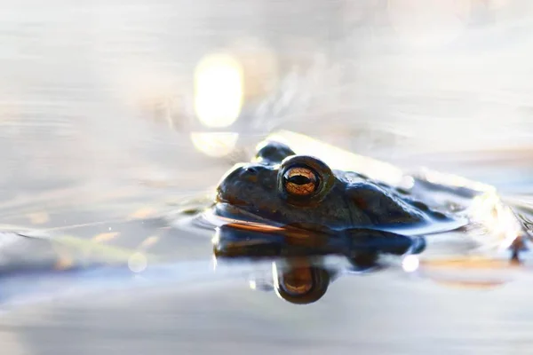 Pequeña rana en el agua — Foto de Stock