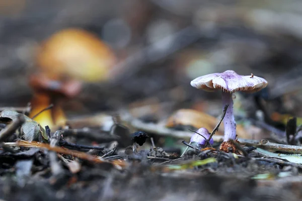 Mushroom  in the autumn forest — Stock Photo, Image