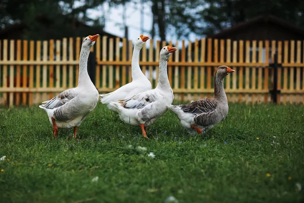 Gänse auf einem Bauernhof an einem Tag — Stockfoto