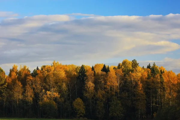 Hösten skogen i fältet — Stockfoto