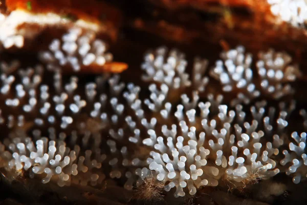 Coral mushroom on a tree — Stock Photo, Image