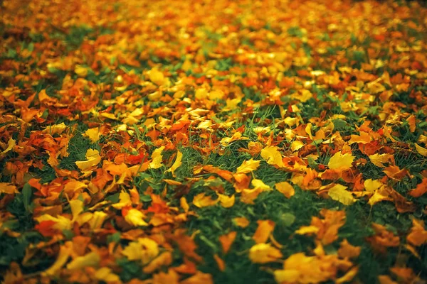 Lon πεσμένα φύλλα στο έδαφος — Φωτογραφία Αρχείου