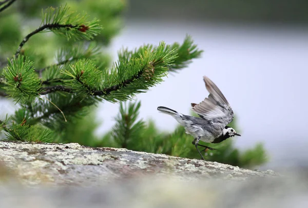 Grauer kleiner Vogel — Stockfoto