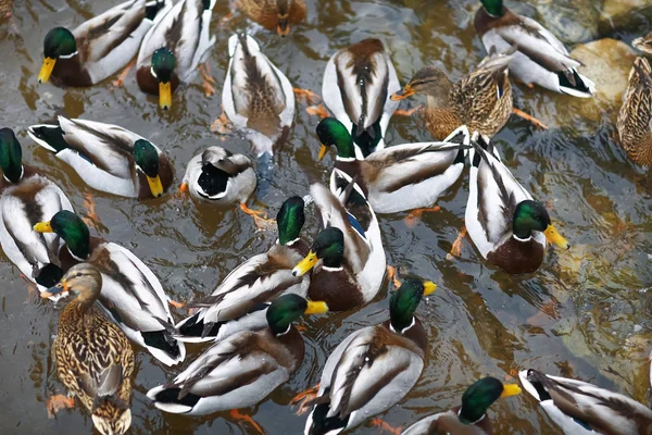 Çizgili ördek gölet — Stok fotoğraf