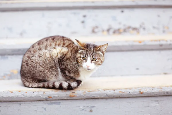 Gato cinzento bonito — Fotografia de Stock