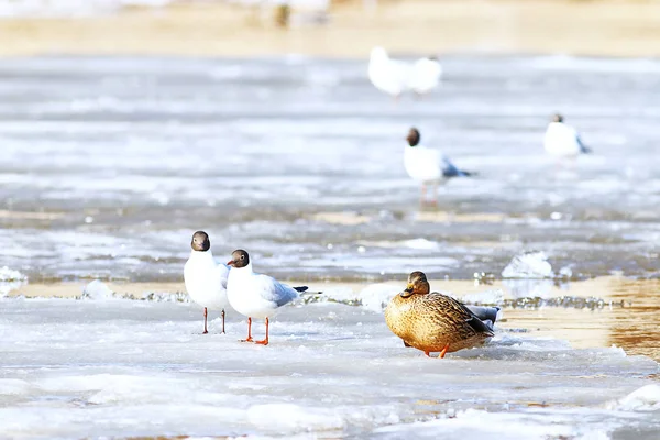 Vögel am Tag an der Küste. — Stockfoto