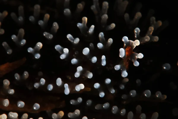 Coral mushroom on a tree — Stock Photo, Image