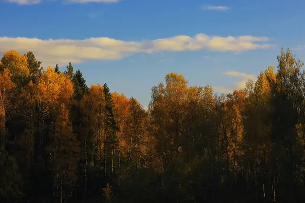 Autumn forest  in the field Royalty Free Stock Photos