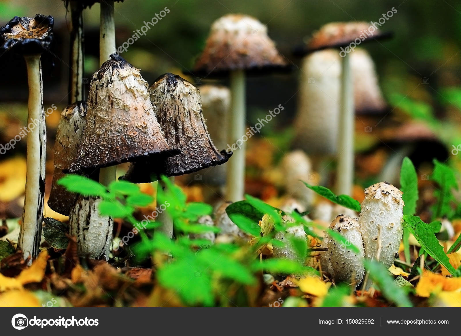 Toadstool fungus mushroom Stock Photo by ©xload 150829692