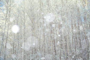 Kış ağaçlar ağaç 