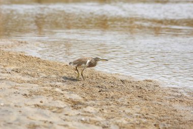 Bir kuş sırasında sahilde yürüyor