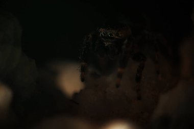 kabarık örümcek düz görünüyor