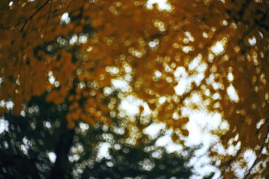 Sonbahar parkında ağaçlar