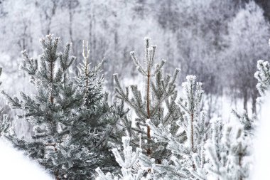 Karla kaplı kış ormanı