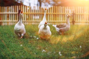 Bir gün bir çiftlikte kaz