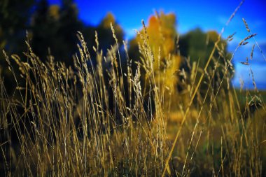 Sonbahar orman alanında