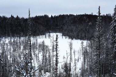 Karla kaplı kış ormanı
