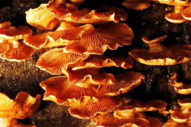 Sonbahar ormanındaki mantarlar