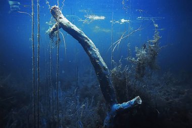 Yosun ve mercan ile deniz dibinin