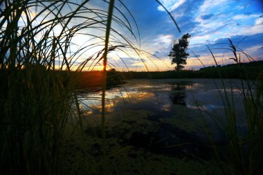 Suyun kenarında günbatımında çimen