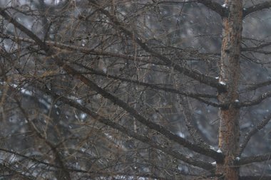 koyu ağaç dalları 