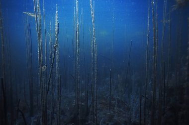 Yosun ve mercan ile deniz dibinin