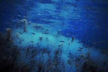 Yosun ve mercan ile deniz dibinin