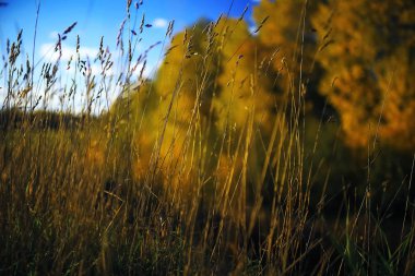 Sonbahar orman alanında