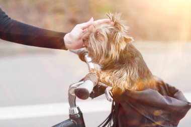 Köpek sepete at binme