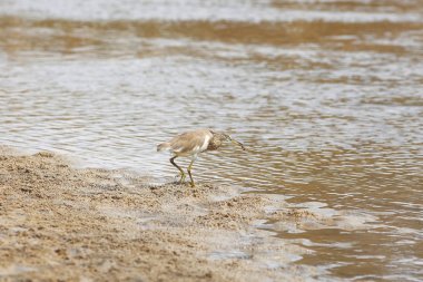Bir kuş sırasında sahilde yürüyor