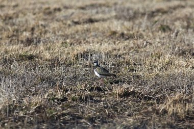 küçük şirin kuş