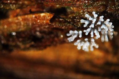 Bir ağaç üzerinde mercan mantar