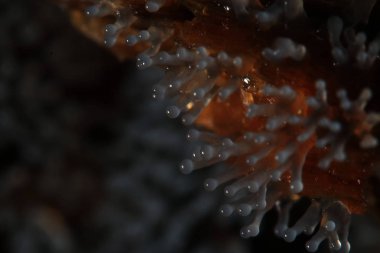 Bir ağaç üzerinde mercan mantar