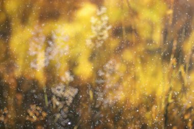 çiçek arka plan bulanık